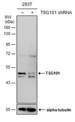 TSG101 Antibody in Western Blot (WB)