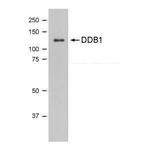 DDB1 Monoclonal Antibody (1322)