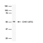 Chk1 Antibody in Western Blot (WB)