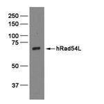 RAD54L Antibody in Western Blot (WB)