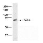 RAD54L Monoclonal Antibody (60.1)