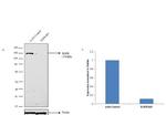 EGFR Antibody in Western Blot (WB)