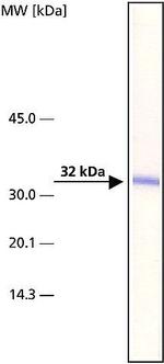 ARTS Monoclonal Antibody (ARTS51)