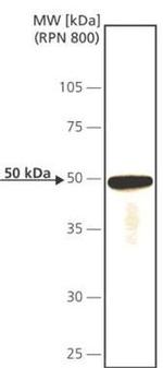Cdc14A Antibody in Western Blot (WB)