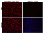 MAP2 Antibody in Immunohistochemistry (Paraffin) (IHC (P))