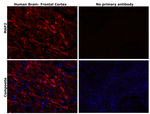 MAP2 Antibody in Immunohistochemistry (Paraffin) (IHC (P))