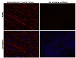 MAP2 Antibody in Immunohistochemistry (Paraffin) (IHC (P))