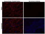 MAP2 Antibody in Immunohistochemistry (Paraffin) (IHC (P))
