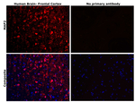 MAP2 Antibody in Immunohistochemistry (Paraffin) (IHC (P))