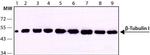 beta Tubulin Antibody in Western Blot (WB)