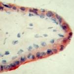 Apolipoprotein H Antibody in Immunohistochemistry (Frozen) (IHC (F))