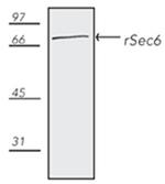 EXOC3 Antibody in Western Blot (WB)