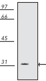 14-3-3 beta/zeta Antibody in Western Blot (WB)