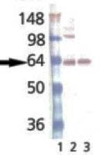 Synaptotagmin 1 Monoclonal Antibody (ASV30)