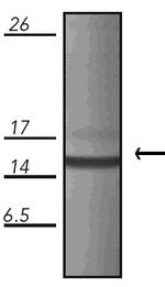 HSPE1 Monoclonal Antibody (M1.2)