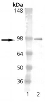 Estrogen Receptor alpha Monoclonal Antibody (h-151)