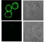 BAFF (soluble) Monoclonal Antibody (Buffy-1)