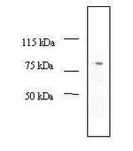 MDM2 Antibody in Western Blot (WB)