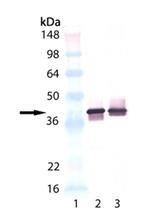 VAMP1 Antibody in Western Blot (WB)