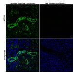 Alpha-Smooth Muscle Actin Antibody in Immunohistochemistry (Paraffin) (IHC (P))