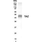 G-CSF Antibody in Western Blot (WB)