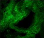 Collagen I Antibody in Immunohistochemistry (Frozen) (IHC (F))