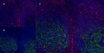 CD21 Antibody in Immunohistochemistry (Frozen) (IHC (F))