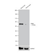 PMEL Antibody