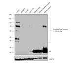 Progesterone Receptor Antibody in Western Blot (WB)