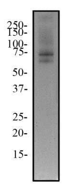 TRF2 Antibody in Western Blot (WB)