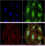 MBD1 Antibody in Immunocytochemistry (ICC/IF)