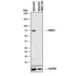 MBD1 Antibody in Western Blot (WB)