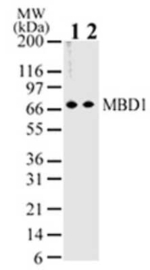MBD1 Antibody in Western Blot (WB)