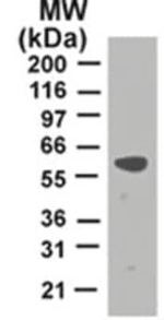 TRAF2 Antibody in Western Blot (WB)