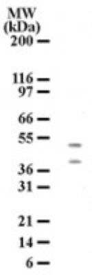 HTRA2 Antibody in Western Blot (WB)