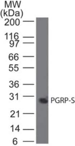 PGRP-S Antibody in Western Blot (WB)