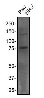 RANK Antibody in Western Blot (WB)
