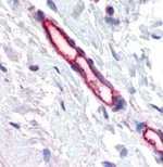 TEM7 Antibody in Immunohistochemistry (Paraffin) (IHC (P))