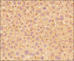 IL-25 Antibody in Immunohistochemistry (Paraffin) (IHC (P))
