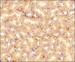 IL-25 Monoclonal Antibody (68C1039.2)