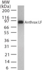 Anthrax Lethal Factor Monoclonal Antibody (5F502.2)