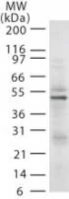 RAD18 Antibody in Western Blot (WB)