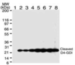 D4-GDI Antibody in Western Blot (WB)
