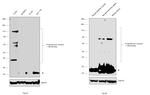 Progesterone Receptor Antibody in Western Blot (WB)