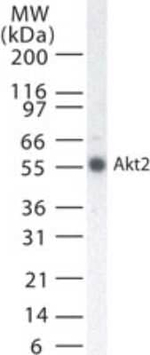 AKT2 Antibody in Western Blot (WB)