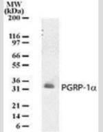PGRP-1a Antibody in Western Blot (WB)