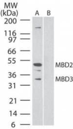 MBD3 Antibody in Western Blot (WB)