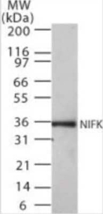 NIFK Monoclonal Antibody (18E148)
