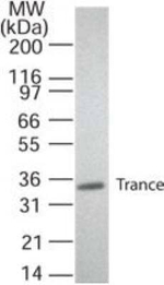 CD254 (RANK Ligand) Antibody in Western Blot (WB)