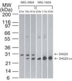 D4-GDI Monoclonal Antibody (10D774)